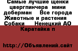 Самые лучшие щенки цвергпинчера (мини доберман) - Все города Животные и растения » Собаки   . Ненецкий АО,Каратайка п.